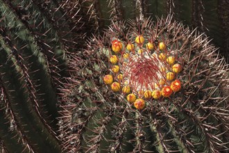 Barrel Cactus (Echinocactus) with small