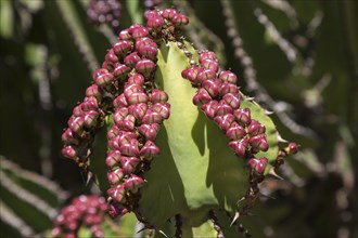 Candelabra tree (Euphorbia cooperi) with small red fruits