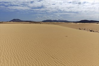 Sand dunes in the wandering dunes of El Jable