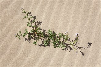 Flowering plant in the sand dunes