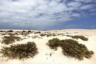 Blooming desert plants ononis (Ononis vaginalis) in the wandering dunes of El Jable