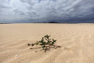 Flowering plant in the sand dunes