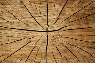Tree slice with cracks in wood