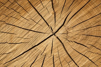 Tree slice with cracks in wood