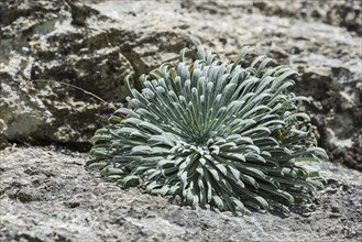 Pyrenean Saxifrage (Saxifraga longifolia)