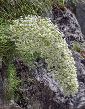 Flowers of the Pyrenean Saxifrage (Saxifraga longifolia)
