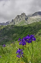 English Iris (Iris latifolia)