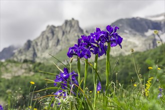 English Iris (Iris latifolia)