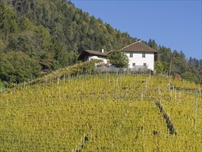 Autumnal vineyards and farmhouse