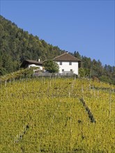 Autumnal vineyards and farmhouse