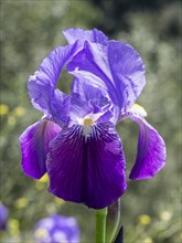 English iris (Iris latifolia)