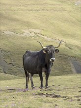 Bull on a highland pasture