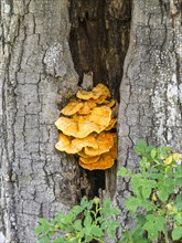 Yellow tree sponge in an oak trunk (Quercus)