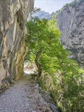 Hiking path through the Cares Gorge