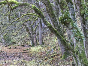 Mossy trees in Hartlgraben