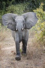 Adolescent African Elephant (Loxodonta africana) in a threatening pose