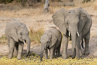 Group of African elephants (Loxodonta africana)