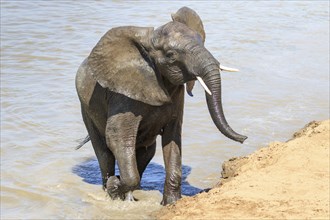 African Elephant (Loxodonta africana) coming out of the water after crossing a river