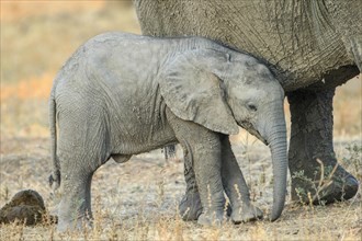 African elephant (Loxodonta africana) young leaning against its mother