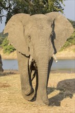 African Elephant (Loxodonta africana) in front of the Luangwa river