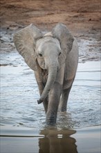 African Elephant (Loxodonta africana) crossing a river