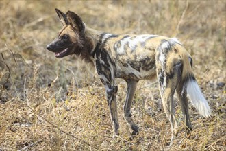 African wild dog (Lycaon pictus) in the bush
