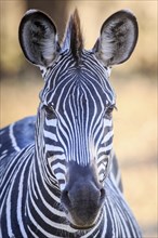 Crawshay's zebra (Equus quagga crawshaii)