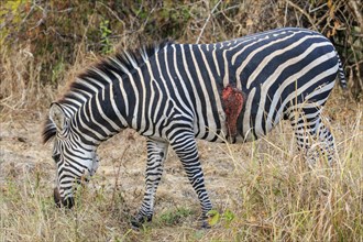 Wounded Crawshay's zebra (Equus quagga crawshaii)