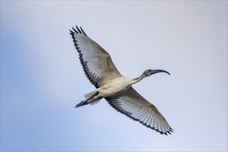 African sacred ibis (Threskiornis aethiopicus)