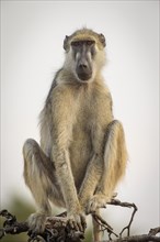 Yellow baboon (Papio cynocephalus kindae)