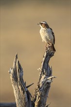 White-browed sparrow-weaver (Plocepasser mahali)