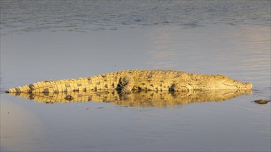 Nile crocodile (Crocodylus niloticus)