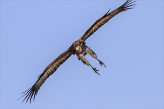 Lappet-faced vulture (Torgos tracheliotus) in flight