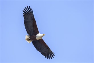 African fish eagle (Haliaeetus vocifer) in flight