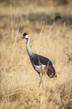 Crowned Crane (Balearica pavonina)