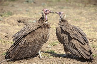 White-headed vulture (Trigonoceps occipital)