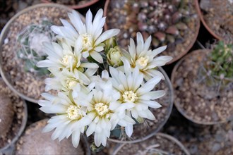White cactus flowers (Mammillaria spec.)