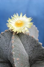 Bishop's Cap Cactus (Astrophytum myriostigma) with a yellow flower