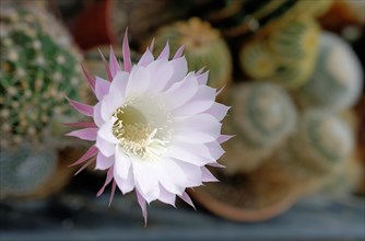 Blooming cactus (Echinopsis sp.) with white flower
