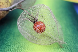 Physalis fruit (Physalis peruviana)