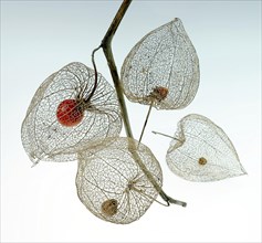 Physalis fruit (Physalis peruviana)