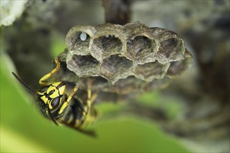 Common Wasp (Vespula vulgaris)