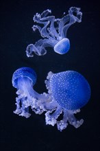 Floating bell (Phyllorhiza punctata) jellyfish