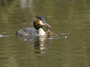 Grebe (Podiceps cristatus) with crayfish (Astacus astacus) in water