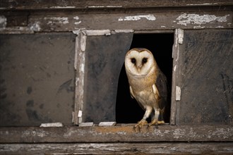 Common barn owl (Tyto alba) sits in the window