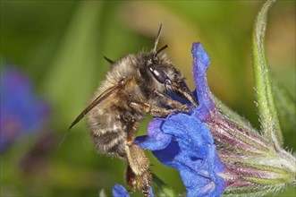 Hairy-Footed Flower Bee (Anthophora plumipes)