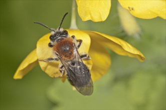 Early Mining Bee on Celandine flower