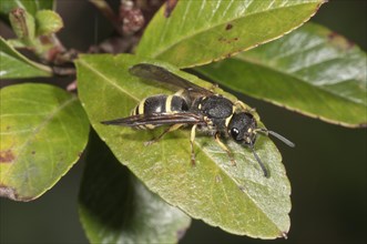 Potter Wasp (Ancistrocerus nigricornis)