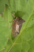 Horned Treehopper (Centrotus cornutus)