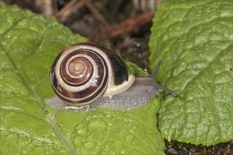 White-lipped Snail (Cepaea hortensis)